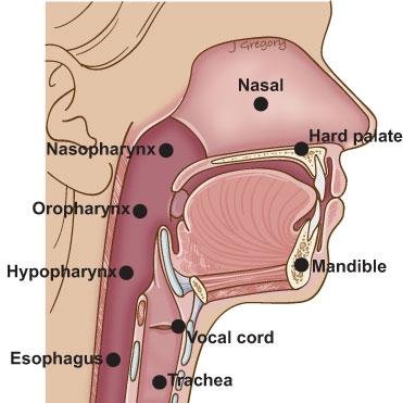 Throat Anatomy