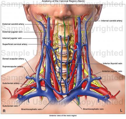 Supportive structures of the throat