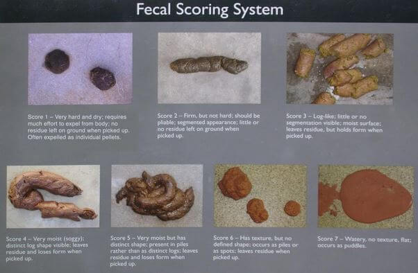 Fecal Scoring System
