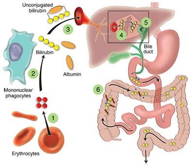 bilirubin metabolism