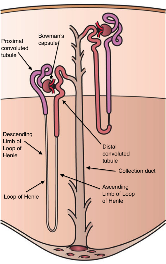 nephron urine production