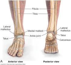 Anatomy of the Lower Leg