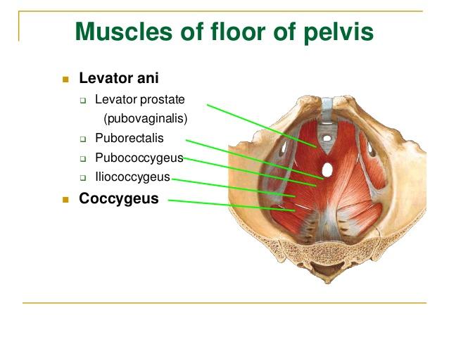 Muscles of pelvic floor