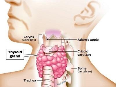 Thyroid gland