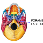 Foramen Lacerum