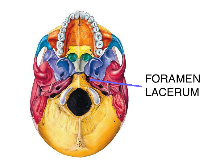 foramen lacerum
