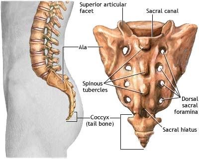 anatomy of the ending of spinal column and coccygeal bone