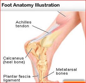 Metatarsal fractures
