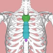 Sternum Pain Picture 3