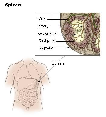 Spleen Pain Picture 2