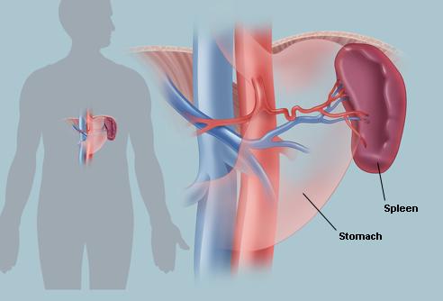 Spleen location and anatomy