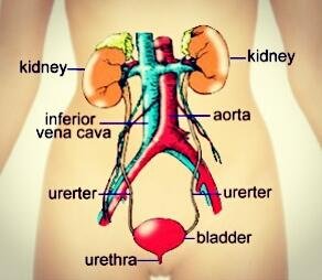 Kidney Pain Picture 1