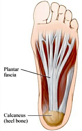Heel bone n muscles n fascia
