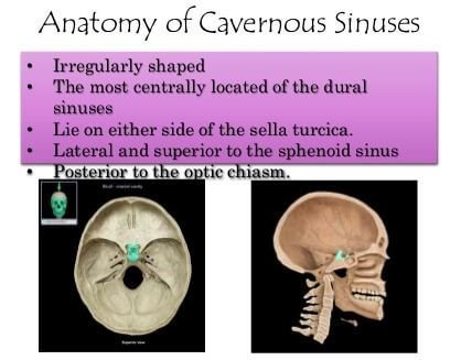 Cavernous sinus anatomy