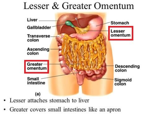 Omentum Greater & Lesser Location