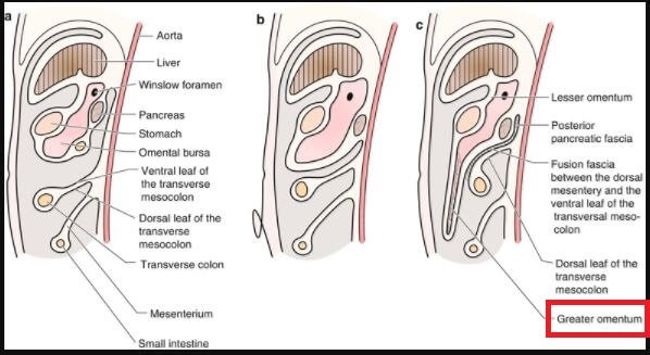 Omentum Location in relation to stomach intestinal organs 2