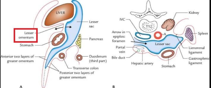 Omentum Location in relation to stomach intestinal organs 3