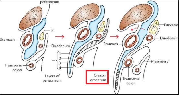 Omentum Location in relation to stomach intestinal organs