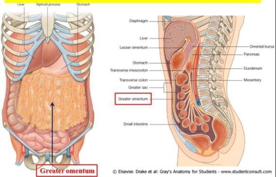 Omentum definition