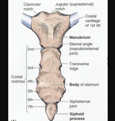 Sternum Parts Anatomy