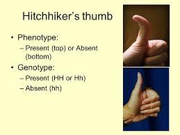 Hitchhiker’s Thumb
