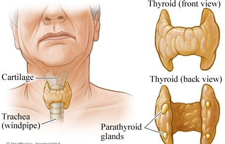 Thyroid Gland Location & Shape