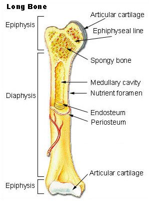 parts of bone