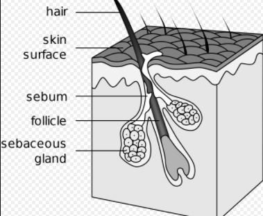 sebacious gland structure