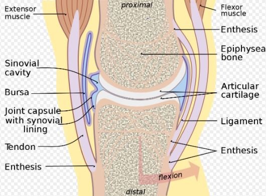 Enthesopathy